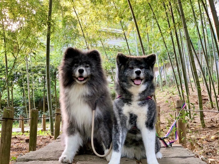 見た目そっくり? フレンドリーな雛子ちゃんと