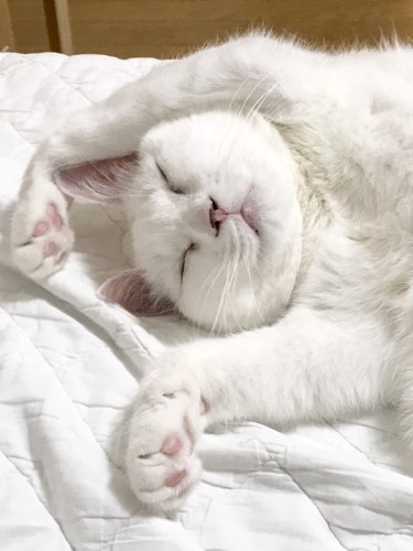 「はっぴー焦らないで。ゆっくり、お座りやお手からやってみるといいわよー byテト」(吉田さん提供)