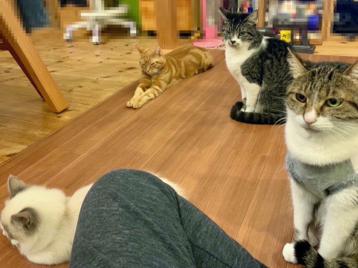 鶴田さんの家の猫たち…どこでも猫三昧(提供社員)