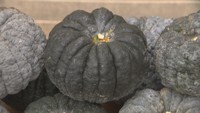 「備前黒皮かぼちゃ」を新たに地理的表示(GI)として登録 岡山県では2例目 農林水産省