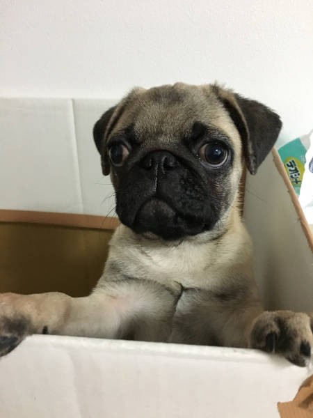 このお手製のハウスも、ピグくんにガジガジ破壊されたとか(飼い主さん提供)