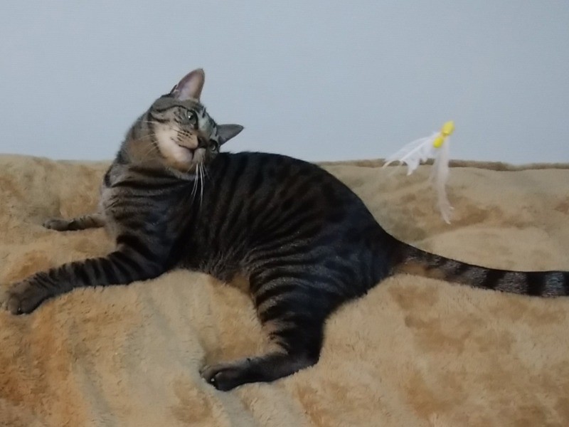 じっくり興味をひいてみる