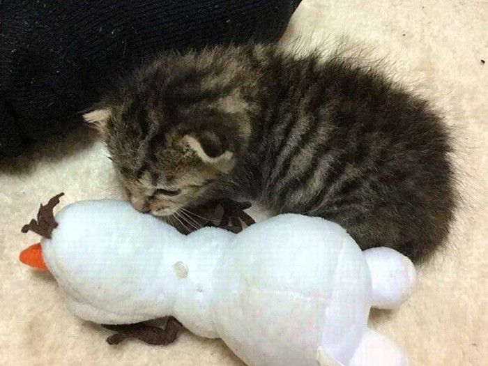 保護されたばかりの頃