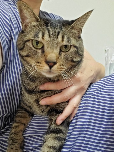 ルビィが帰ったあと、私のひざから降りようとしなかったはっぴー