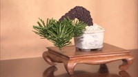 伝統工芸を後世に…意外な素材で作る「縁起がいい」松盆栽 おしゃれなチャームも 香川