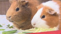 モルモットも一心不乱にモグモグ 動物たちに職員手作りの「恵方巻き」プレゼント 岡山市