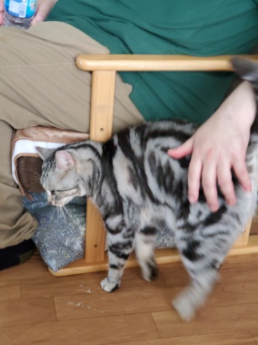 実家から様子を見にきた私の弟にすり寄るルビィ