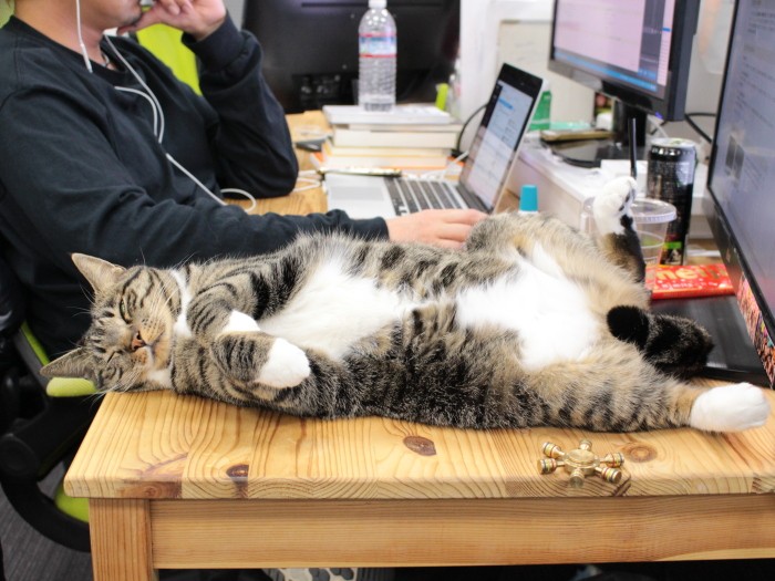 「仕事のご褒美に寝転んであげるわ」(みんなのマーケット提供)