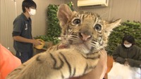 かわいいトラの赤ちゃんと写真を撮ろう!しろとり動物園で抱っこ会が人気 香川・東かがわ市
