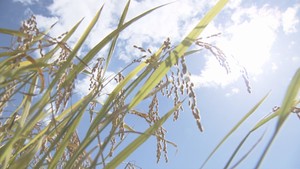 宮城県のコメ予想収穫量 去年より約2万トン増える見通し