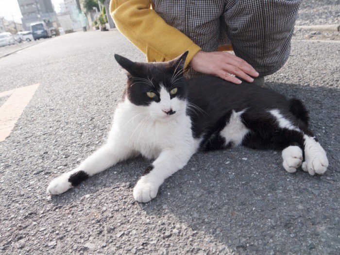 「なでてもらうのは好きなんだけど、そろそろいいかな」(小林写函撮影)