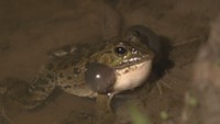 「姿が消えた…」絶滅危惧IB類・ダルマガエルの生息地に残った“爪痕” 岡山・倉敷市〈西日本豪雨から5年〉
