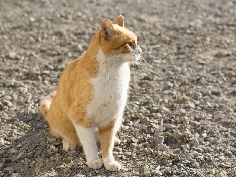 「写真嫌いだからよそ向いてよ」(小林写函撮影)