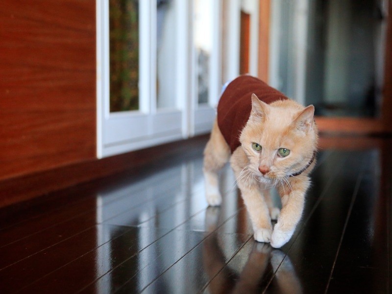 「猫又トリップ」より 虎太郎 茶トラ白(オス、23)(ケニア・ドイ撮影)