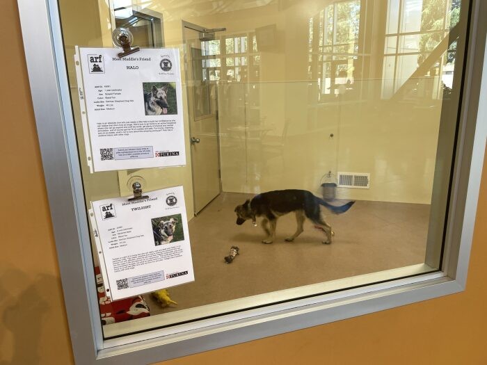 保護犬、保護猫、物販エリアなどが一般に解放されている。外には保護犬たちの情報が貼られている