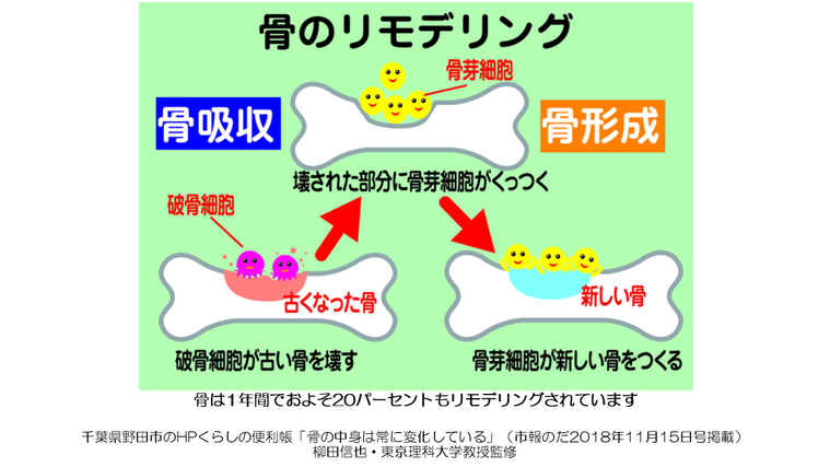 骨のリモデリング