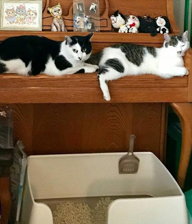 最近、どん(左)とこまりの仲はいまいち「こんな男子にかまってられないわ」とどんを見るこまりは、小学生高学年女子みたいなのだとか(えり子さん提供)