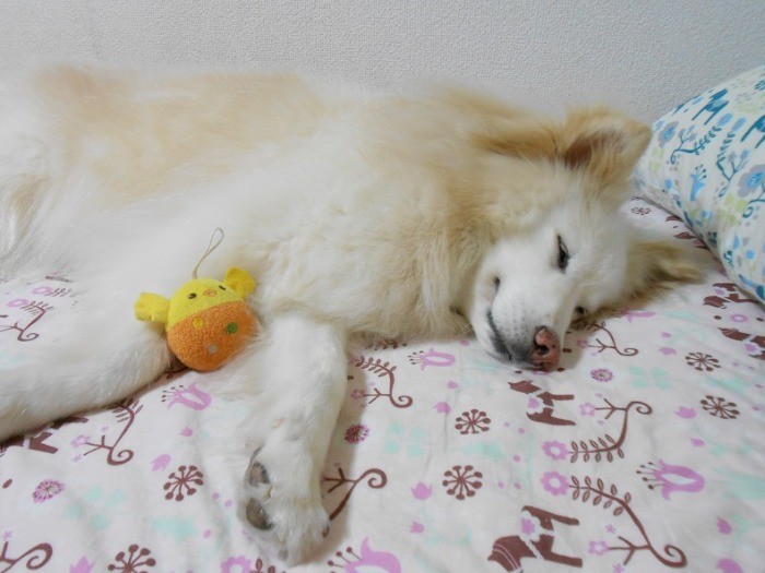 いい夢、見ているかな?