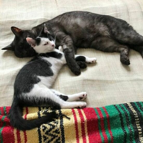 どん(下)が子猫時代おこげに甘えると、陰で見ていたこなすにはげができたそう(えり子さん提供)