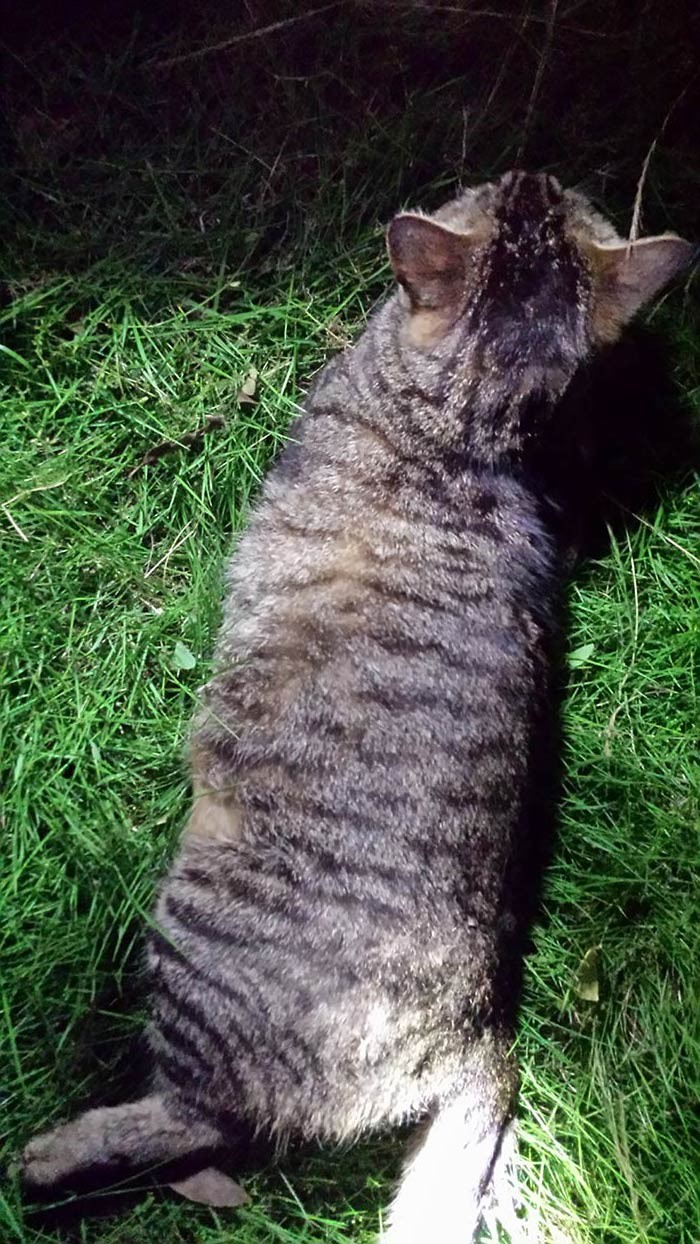 発見時のトラマサくん(木川昌彦さん提供)