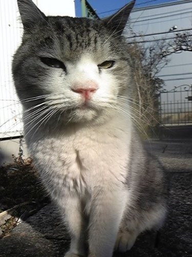 戸外でも皆に愛されたけど、自慢の胸板は少し汚れてた