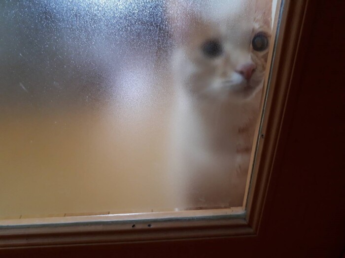 リビングルームのガラス越しに「エサくれ~」と鳴き続けるきなこ