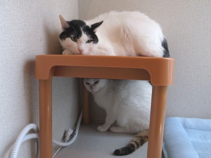 怖がりなゴマくん(上)とイヴちゃん