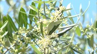 さわやかな風が運ぶ初夏の薫り 小豆島でオリーブの花が咲き始める 香川