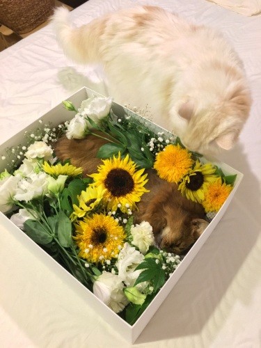 最後のお別れ……。亡くなる少し前からいつもと匂いが違ったのか、るっこらくんはアンチョビちゃんを認識しなくなったそう(由加さん提供)