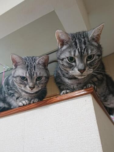 普段のららと同居猫の小夏