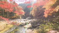 渓谷に映える奥津渓の紅葉が見頃 楽しんだ後は温泉でゆっくり 岡山・鏡野町