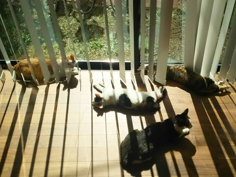 秋も深まると、日差しを求めて集まる猫たち。夏の間はむしろ避けていた窓際がにぎやかになると、冬ももうすぐです。