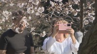 岡山市で桜開花 去年より4日、平年より6日早く 観光客が桜を楽しむ姿も
