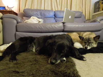 ろく(左)は年の離れた弟分ふくを可愛がった。2匹とも優しい性格(郡さん提供)