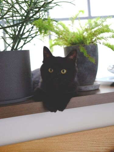 寝室のベッドの上の出窓。ダイナはここから、寝ている夫妻を見下ろしているそう(亜実さん提供)