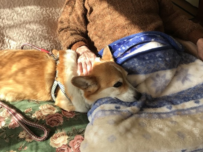 お母さまがお留守の時は、おじいさまのそばで介助犬のような役割を果たしていた(景子さん提供)