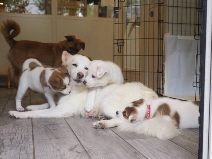保護団体の一時預かりをしている『犬猫食堂 紫陽花』に母子でいたころ(犬猫食堂 紫陽花提供)