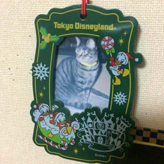 壁にかけられていた猫の写真