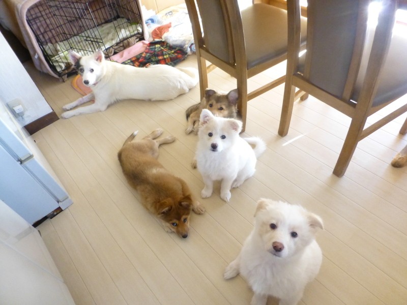 子犬たちは母犬のもとですくすくと成長した(moooさん提供)