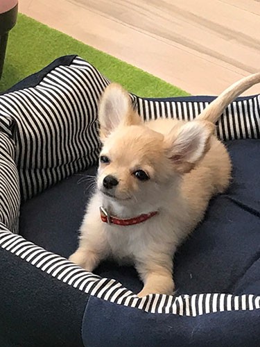 写真ではおとなしそうに見えるけど(お母さん提供)