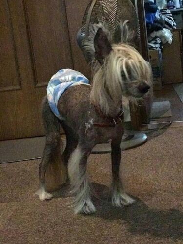 同じチャイニーズ・クレステッドだけどスムースヘアのポン太(えり子さん提供)