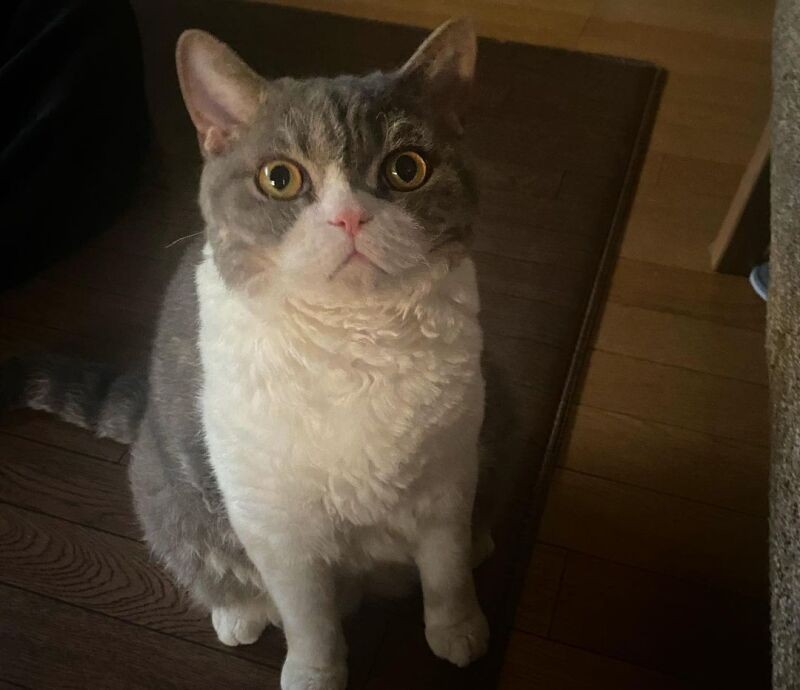 とと