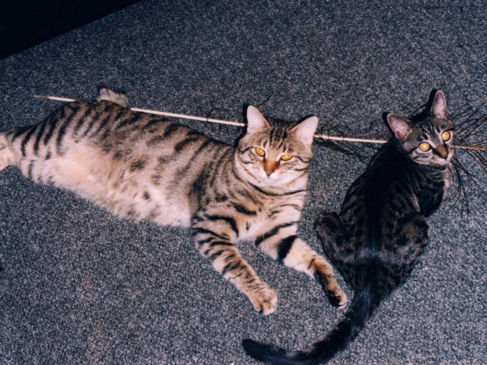 育てのパパのペレ(左)と