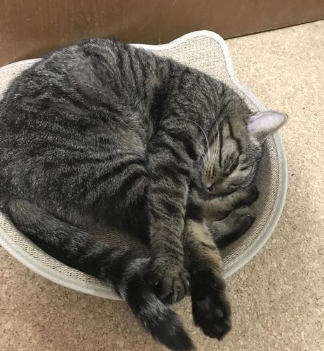 籠で丸くなって眠るとらきち