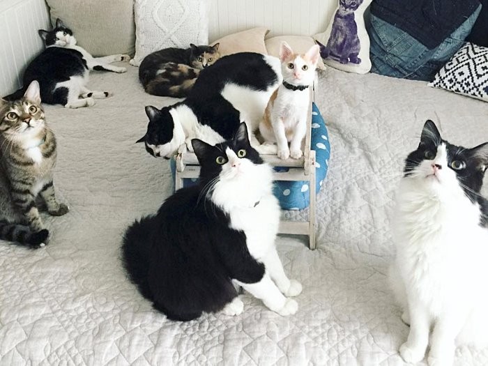 居間に集まる猫たち、みんな元気に…(tekoさん 提供)