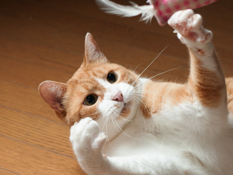 「アジフライが降ってきた!夢か」(小林写函撮影)