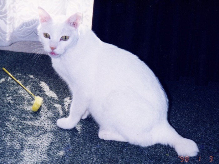 大人になっても甘えん坊