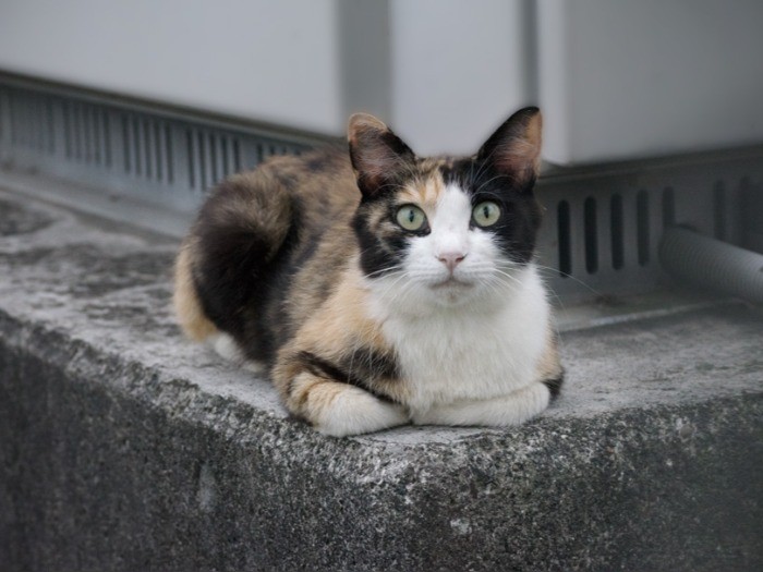 別のスーパーの裏で見かけた野良の子猫の一匹。鈍感なのか肝が据わっているのか、この子だけは近づいても逃げなかった。(小林写函撮影)