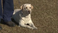 警察犬競技会 ずっこけ犬“きな子”の孫「りんごちゃん」が臭気選別で初優勝! 香川・三豊市