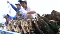 「稚ガキ」を海に入れる作業体験 中学生が地元特産のカキを学ぶ 岡山・備前市